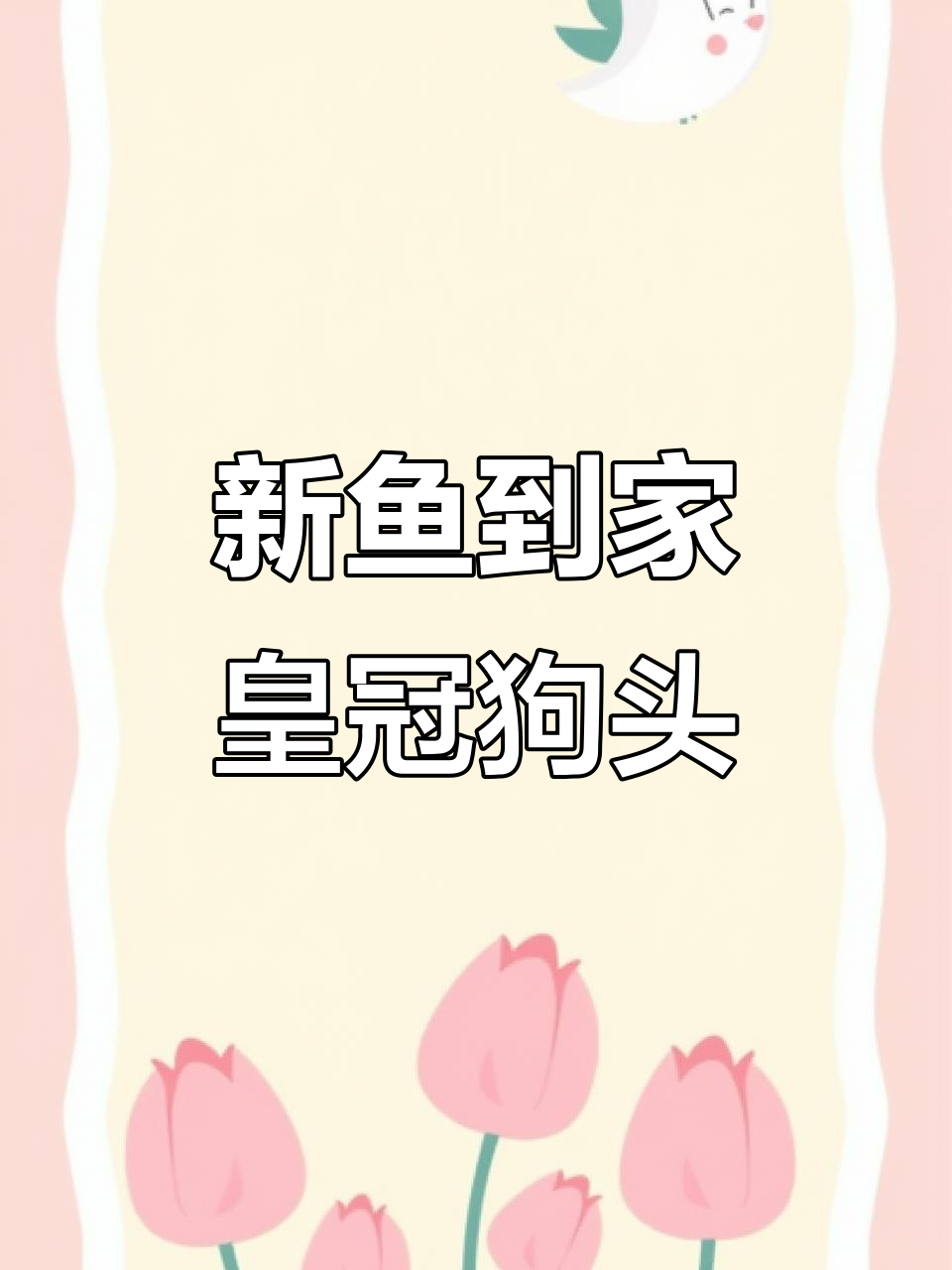 皇冠狗头新成员到家,14公分小身材能否融入大缸?