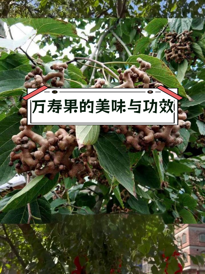 鸡爪果的多种用途与美味