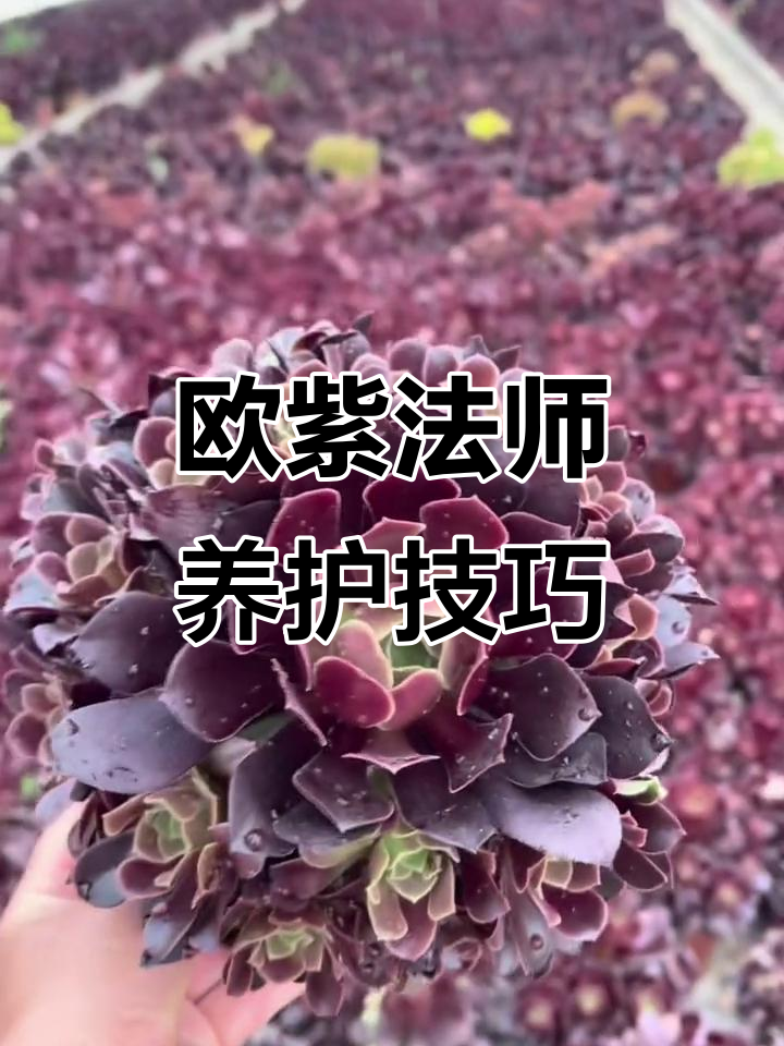欧紫法师：多肉中的优秀品种，美丽又耐养