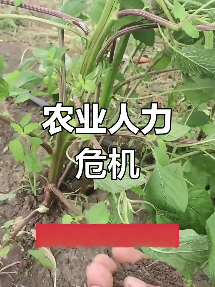 野菜采摘成本高,年轻人减少,未来或需依赖外国劳动力
