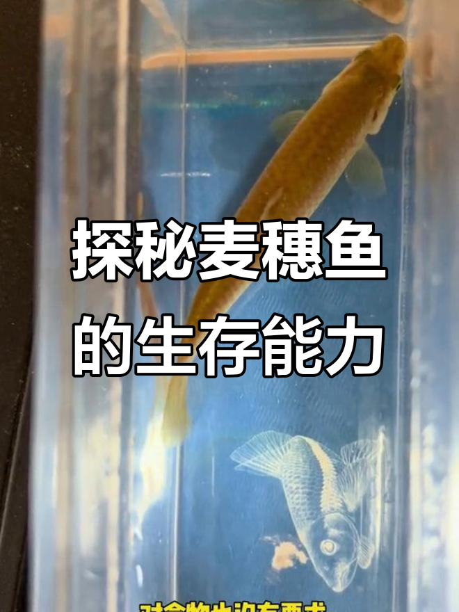 麦穗鱼揭秘：从草根子到全球入侵物种的演变