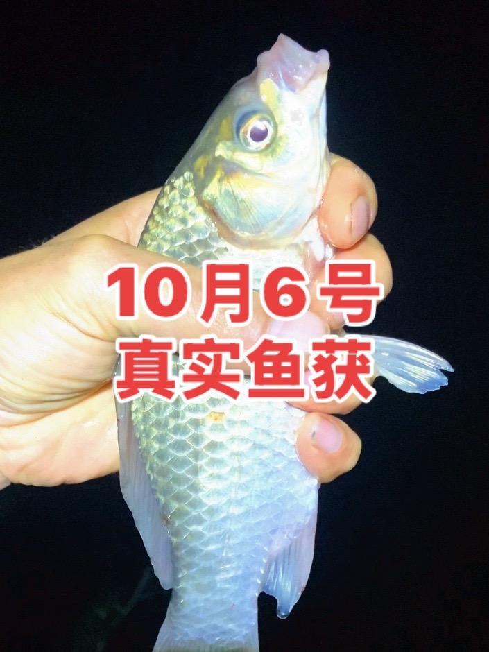 10月6号夜钓真实鱼获,全程几位钓友作证,每条鱼都很漂亮 升钟湖野钓大将军钓友汇