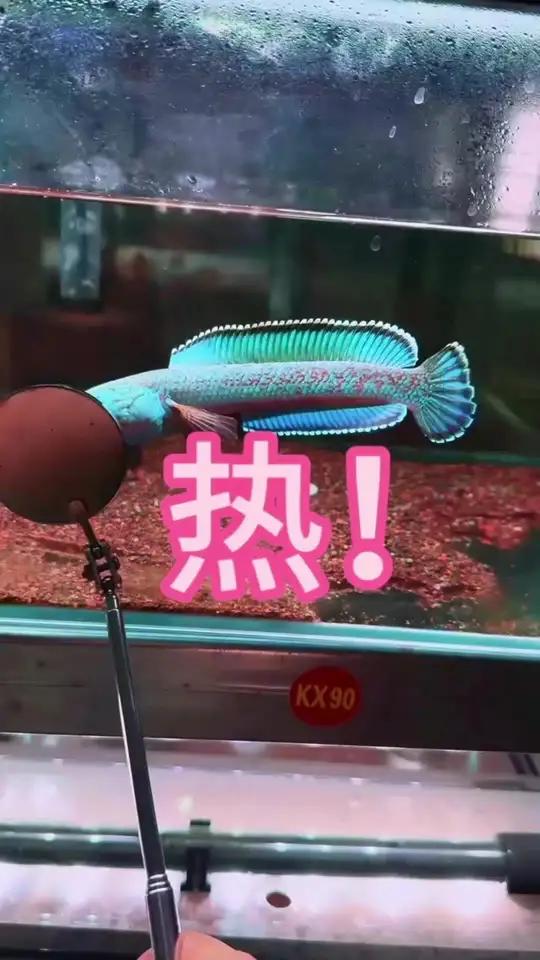 热啊!雷龙鱼能承受多少度?