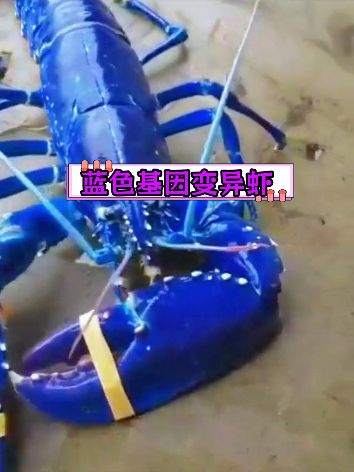 罕见蓝龙虾:海洋中的奇迹