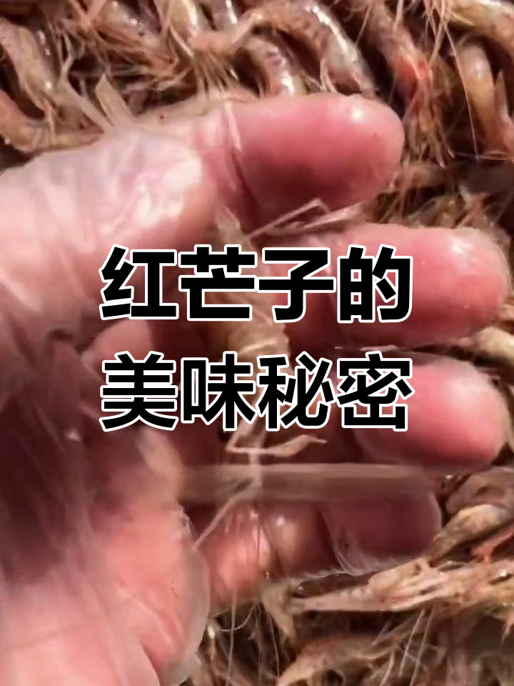 新鲜红芒子,离水即死,做炝虾绝佳!