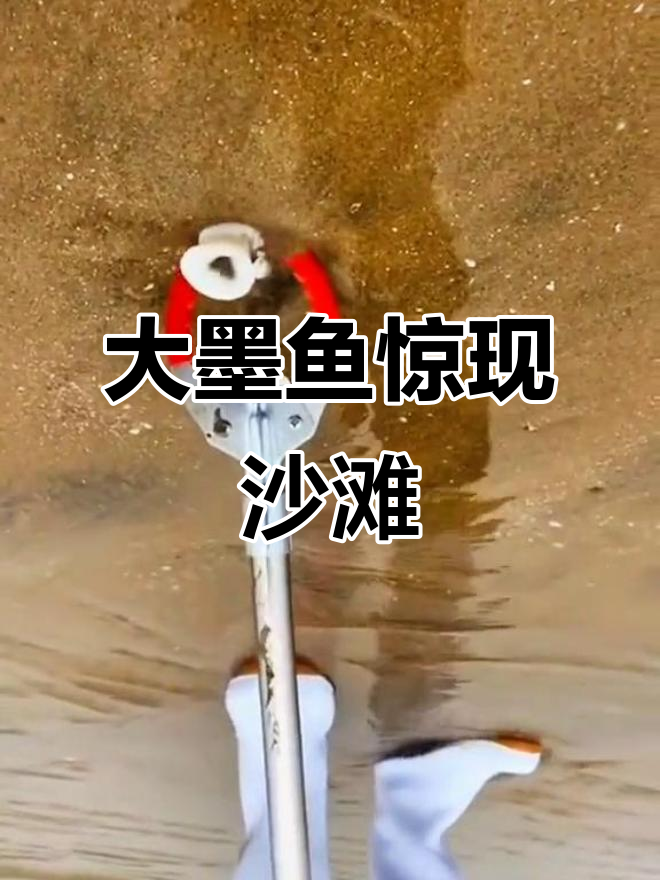 赶海抓海鲜,意外发现大墨鱼!