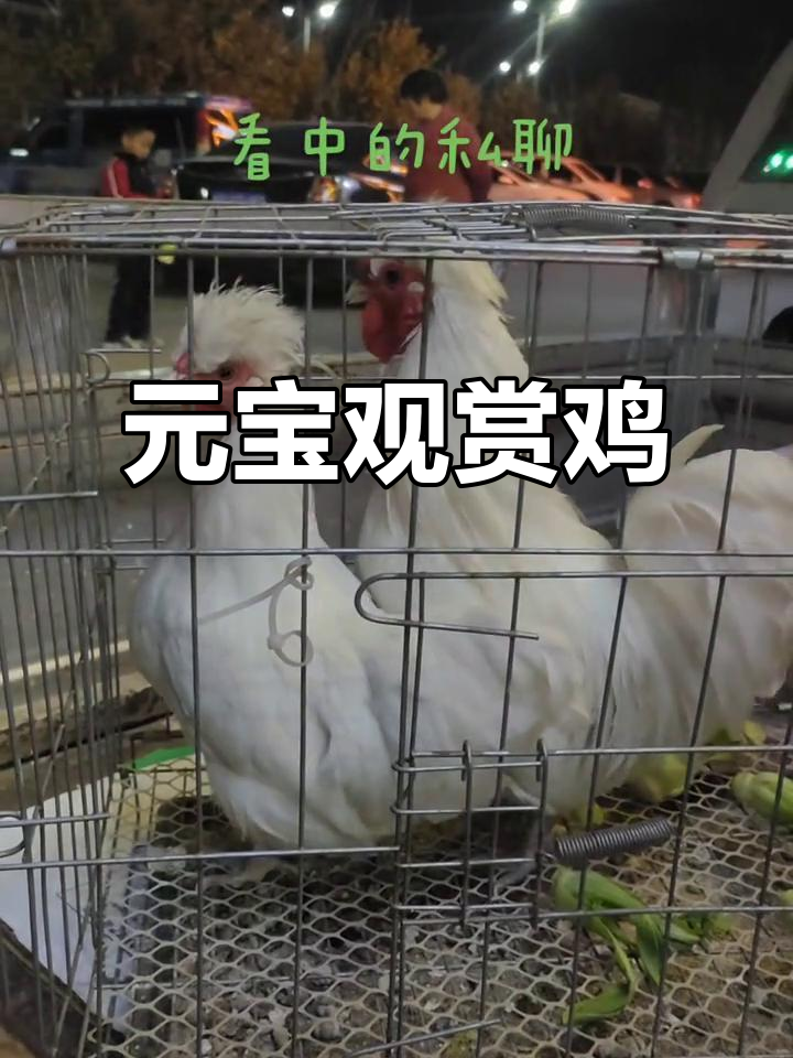 正宗元宝鸡,观赏价值高