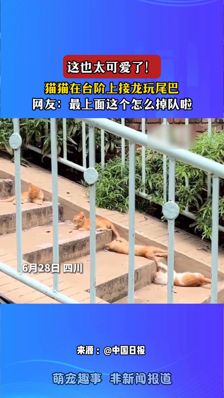 这也太可爱了！猫猫在台阶上接龙玩尾巴