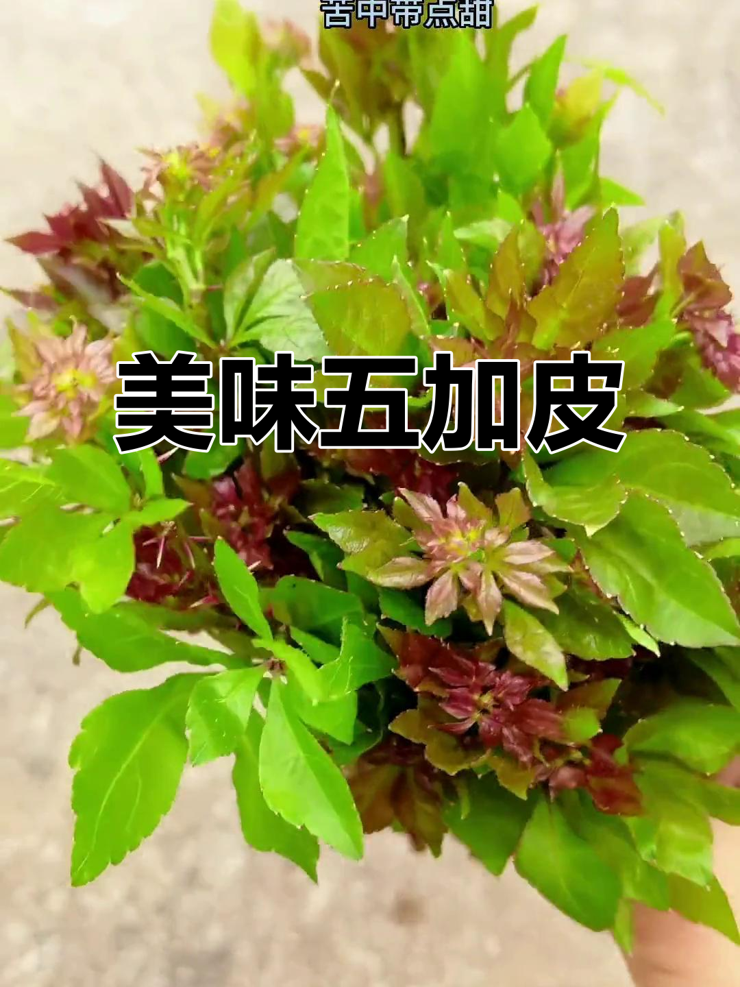 这种带刺野菜,味道独特,吃一次就停不下来!