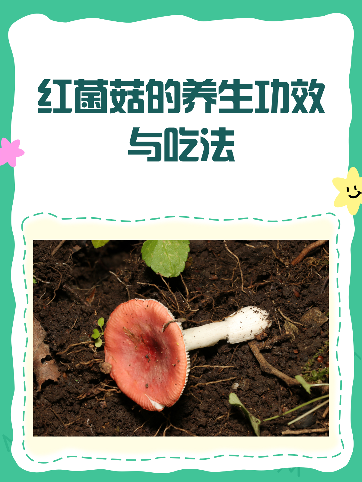 红菌菇的神奇功效与吃法,你get了吗?