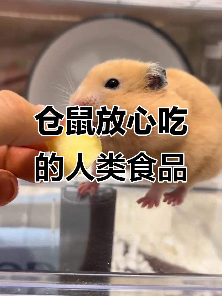 仓鼠能吃的健康人类食物大揭秘,这些零食最受欢迎