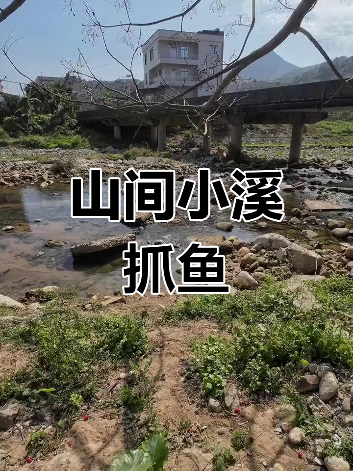 山中溪流野采虾虎与文胸鱼