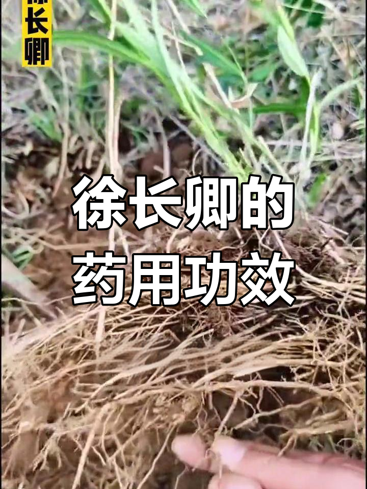 徐长卿:多地分布的草本植物,药用价值高