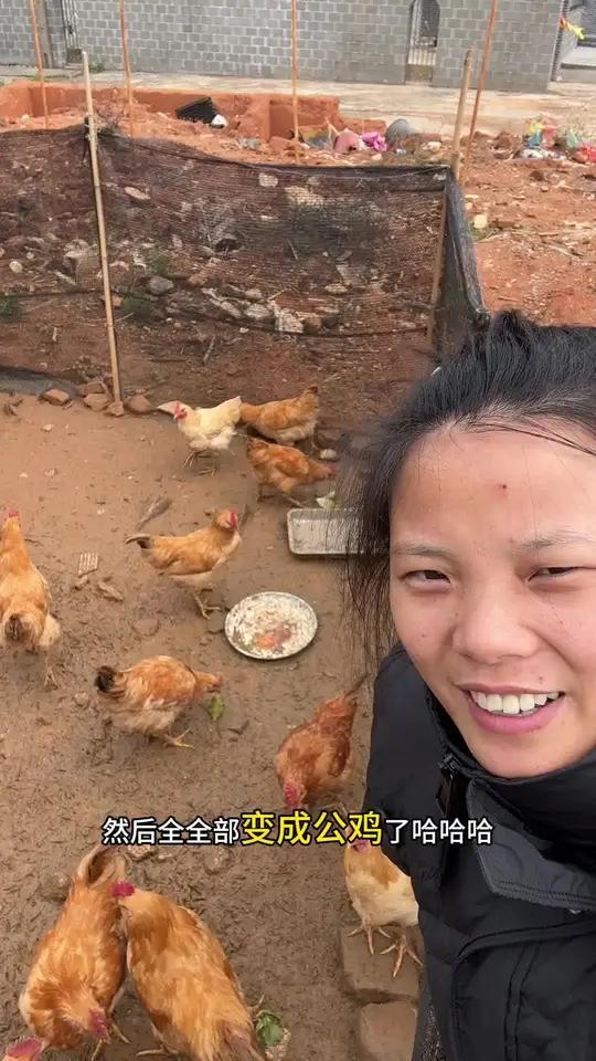去年10月份网购的小母鸡全部变成小公鸡了,本来是养给孩子吃小母鸡更有营养的,公鸡的话要阉掉