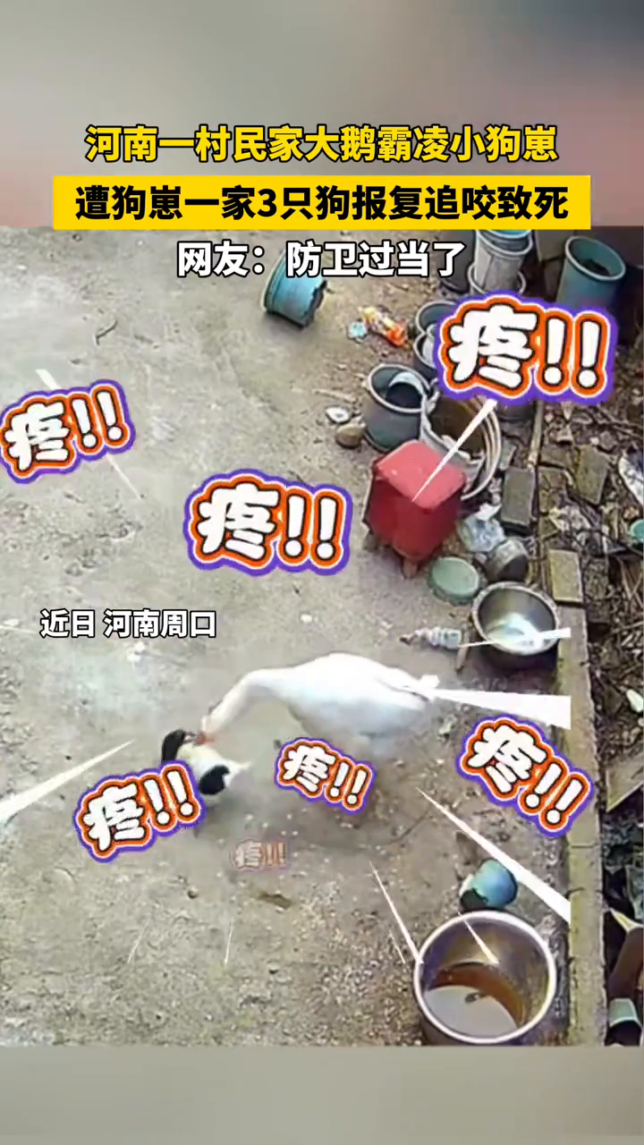 小狗被大鹅欺负，大狗们左右夹击“复仇”