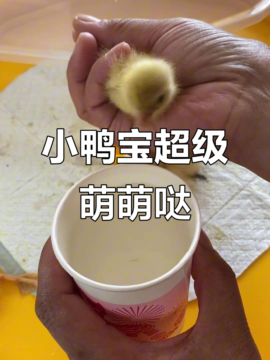 柯尔鸭宝宝出壳一天,萌态十足,超可爱!