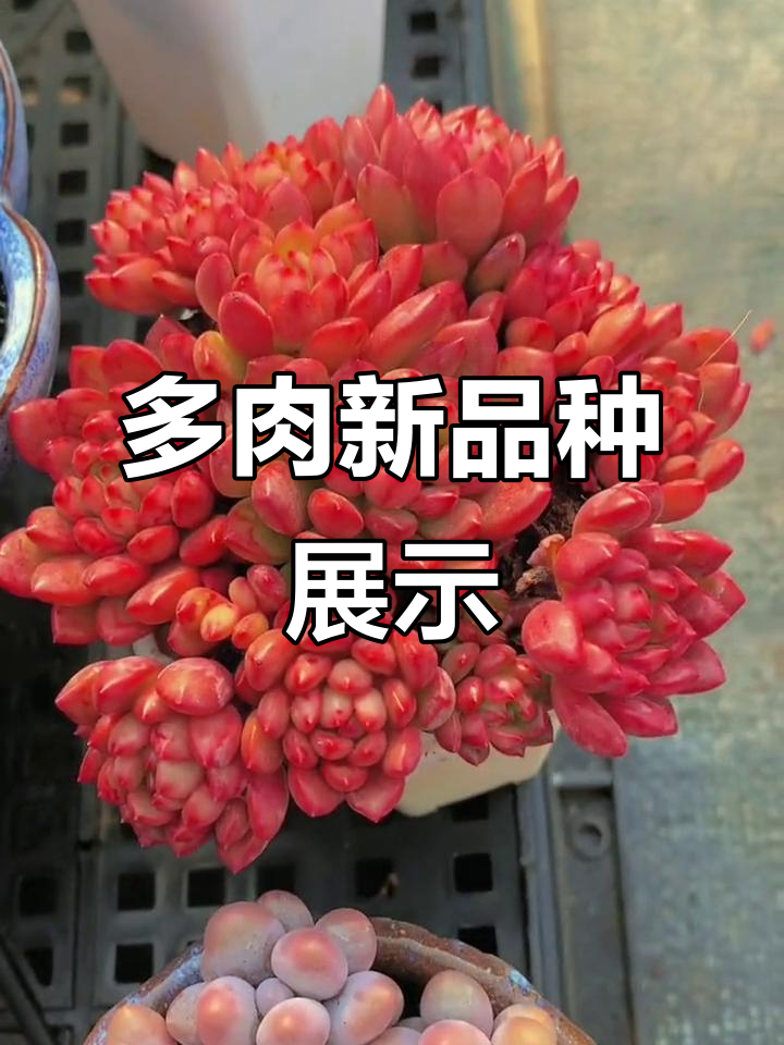七毛多肉新品大揭秘,蓝豆、香水冰梅等超美小老桩等你来收!