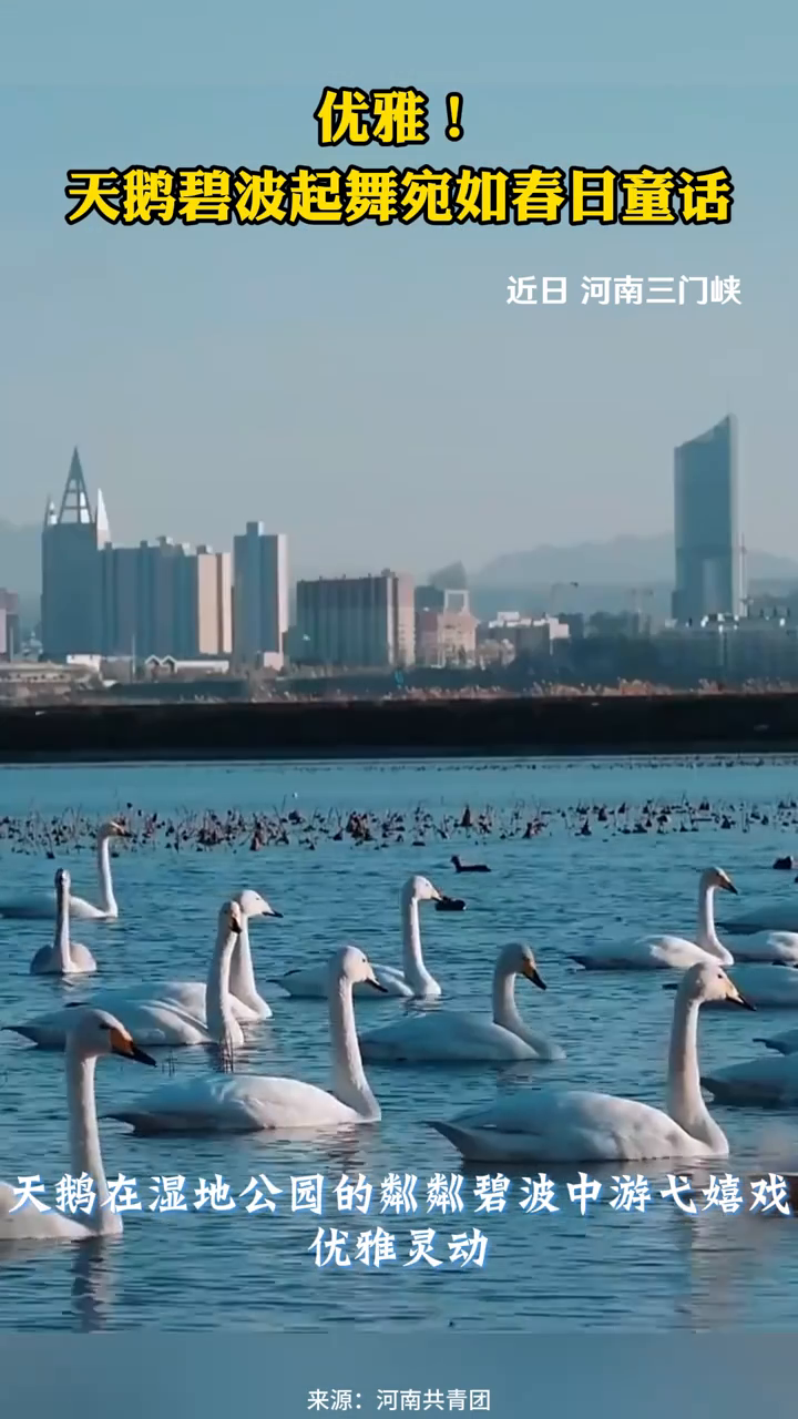 优雅!天鹅碧波起舞宛如春日童话