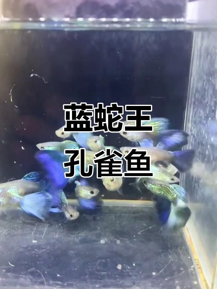 蓝色妖姬孔雀鱼，大尾巴亮片超美