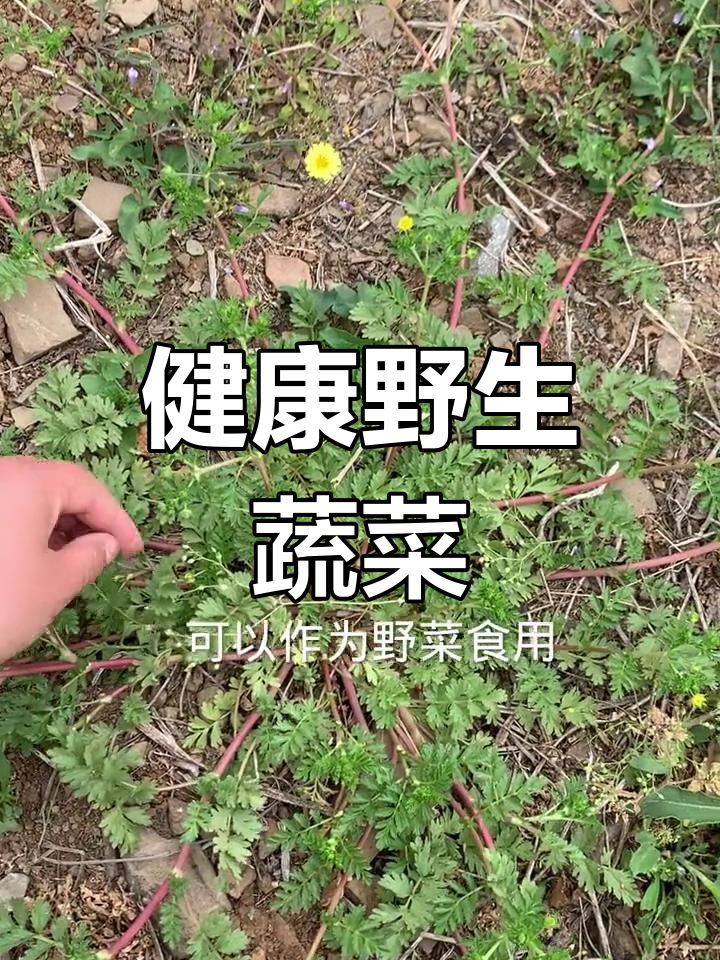 委陵菜花开,绿色健康野菜的秘密