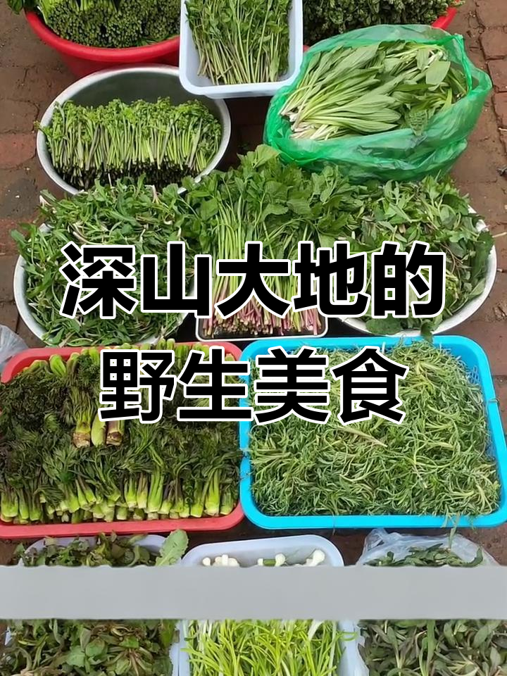大山里的珍稀美味,各种野菜一网打尽