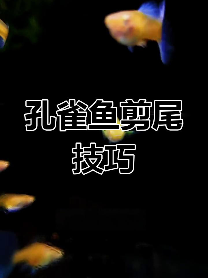 孔雀鱼剪尾教程,操作细节全解析