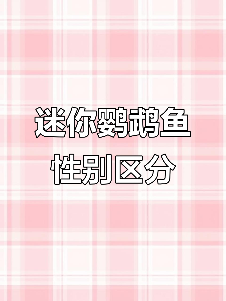 迷你鹦鹉鱼公母辨别,繁殖期特征大揭秘