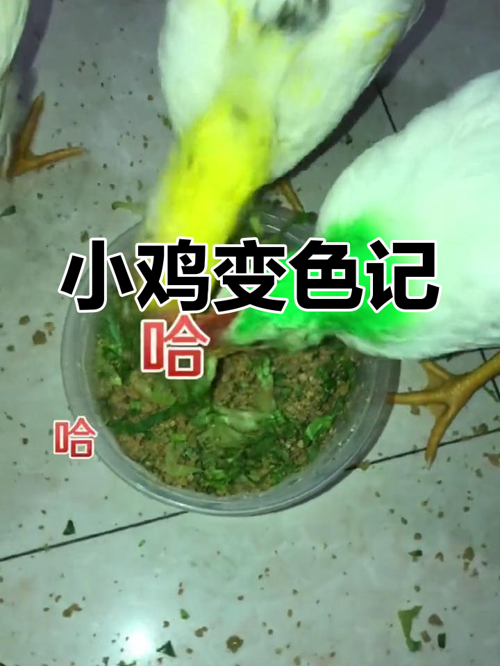 染色小鸡长大变白,做记号惹家人不满,但健康最重要