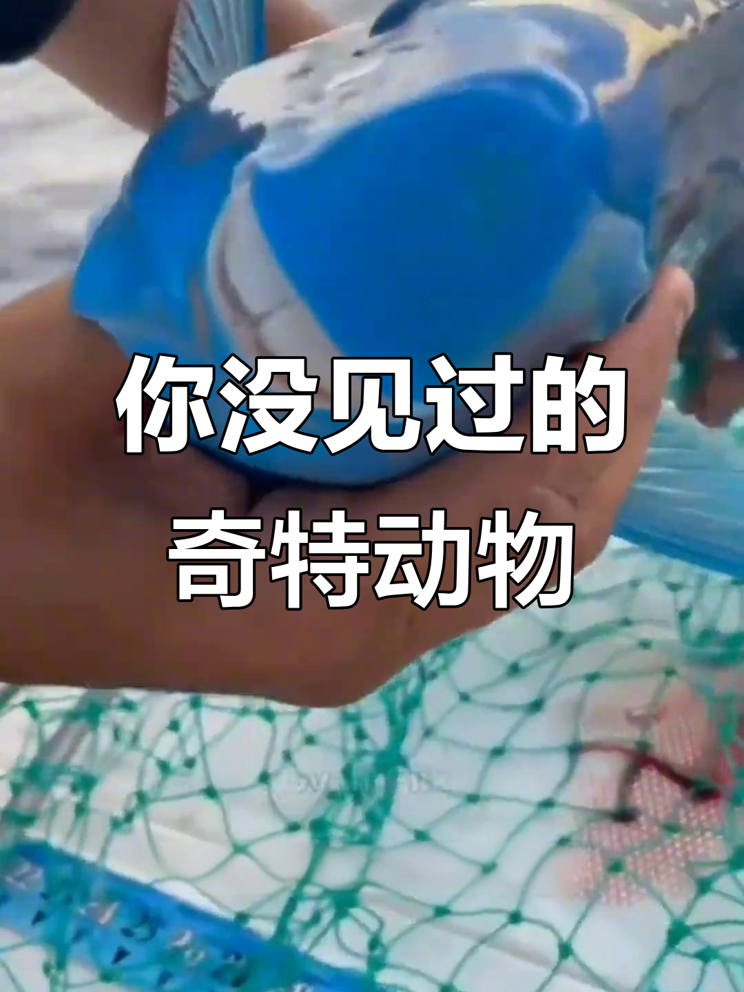 揭秘那些你从未见过的神奇生物,从双头蛇到蓝色鹦鹉鱼