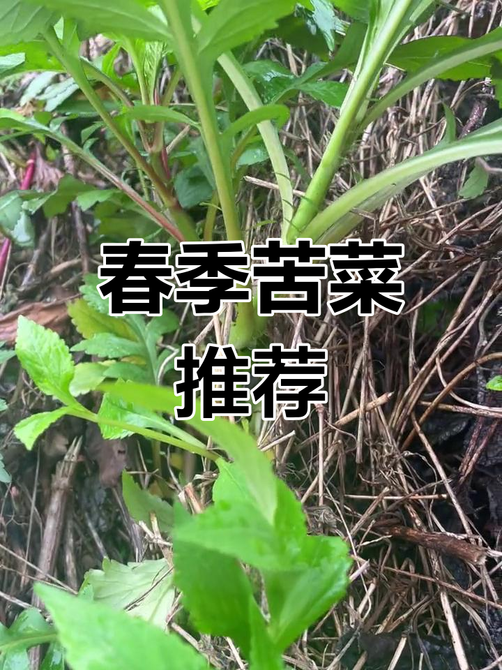 春天必尝的野菜:苦菜的食用方法