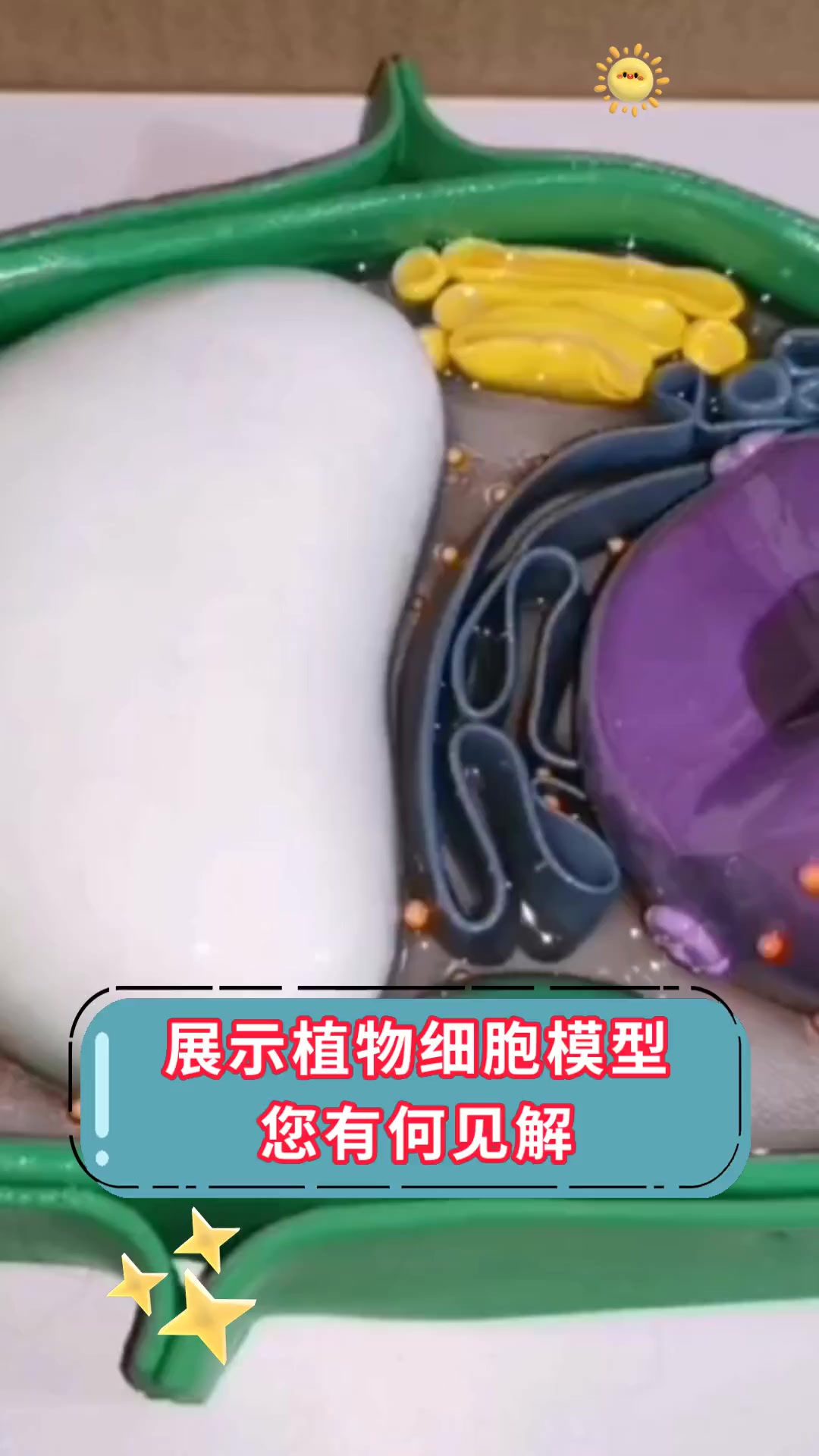 展示植物细胞模型,您有何见解