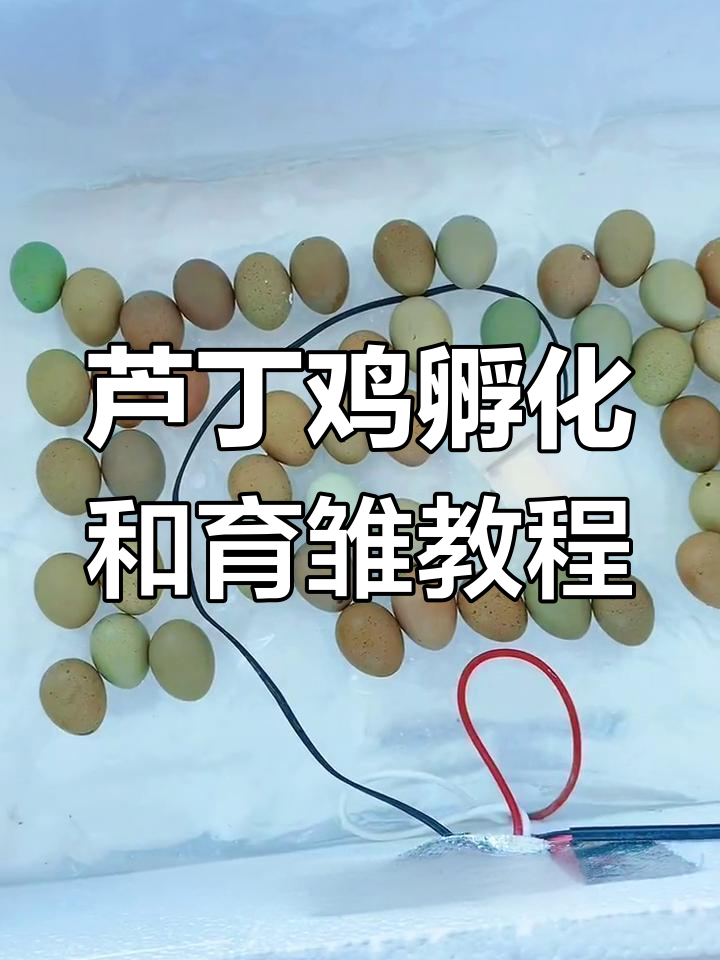 芦丁鸡孵化全流程,简单步骤教你轻松育雏
