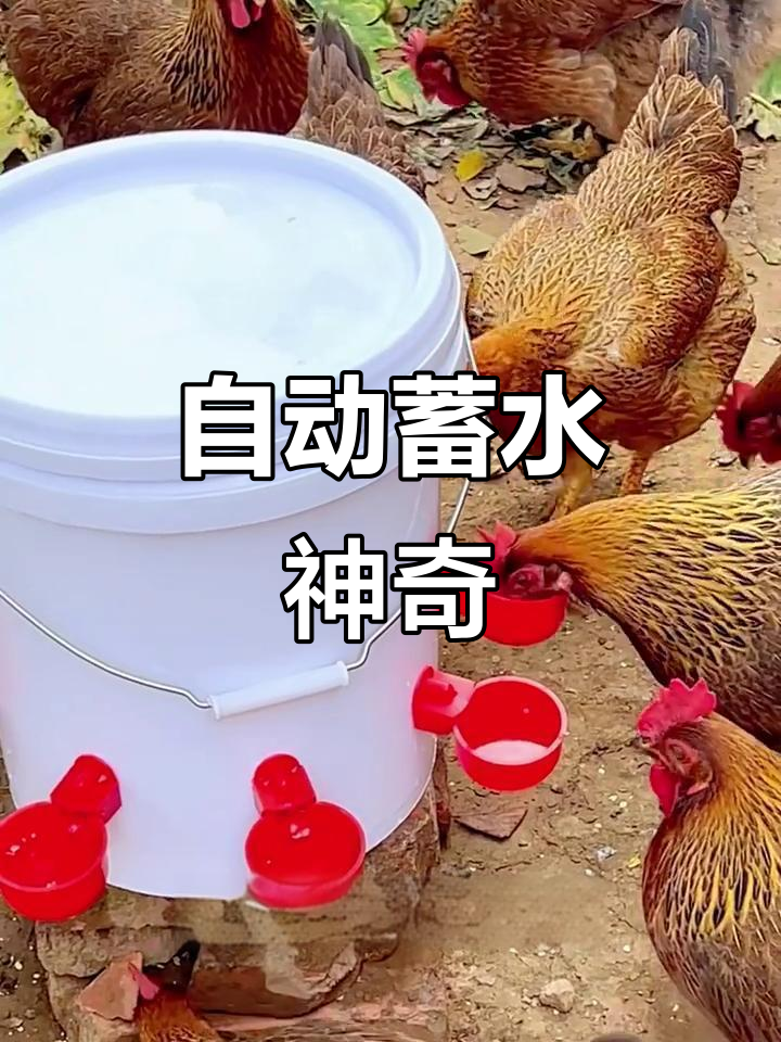 鸡鸭鹅鸽都能自动补水,喝水少时会自动储存