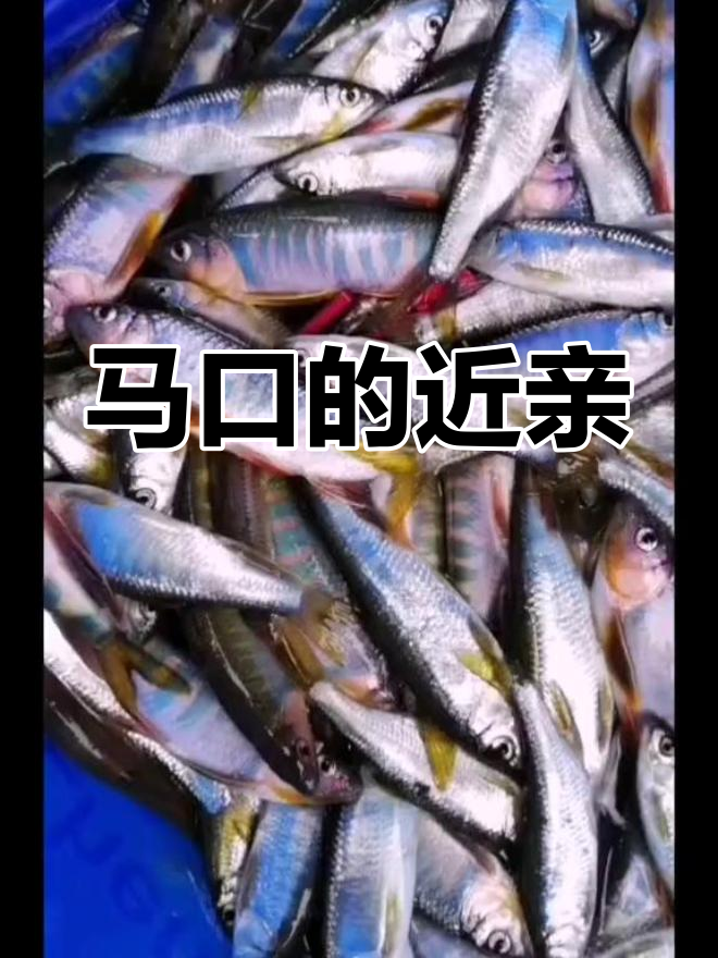 宽鳍鱲:马口鱼的“亲戚”