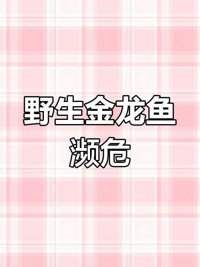 金龙鱼:珍贵观赏鱼的命运