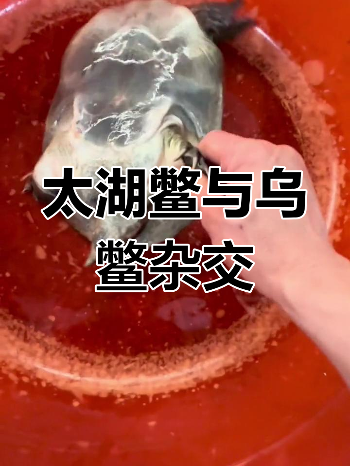 野生太湖鳖与乌边甲鱼杂交,独特黑斑特征揭秘