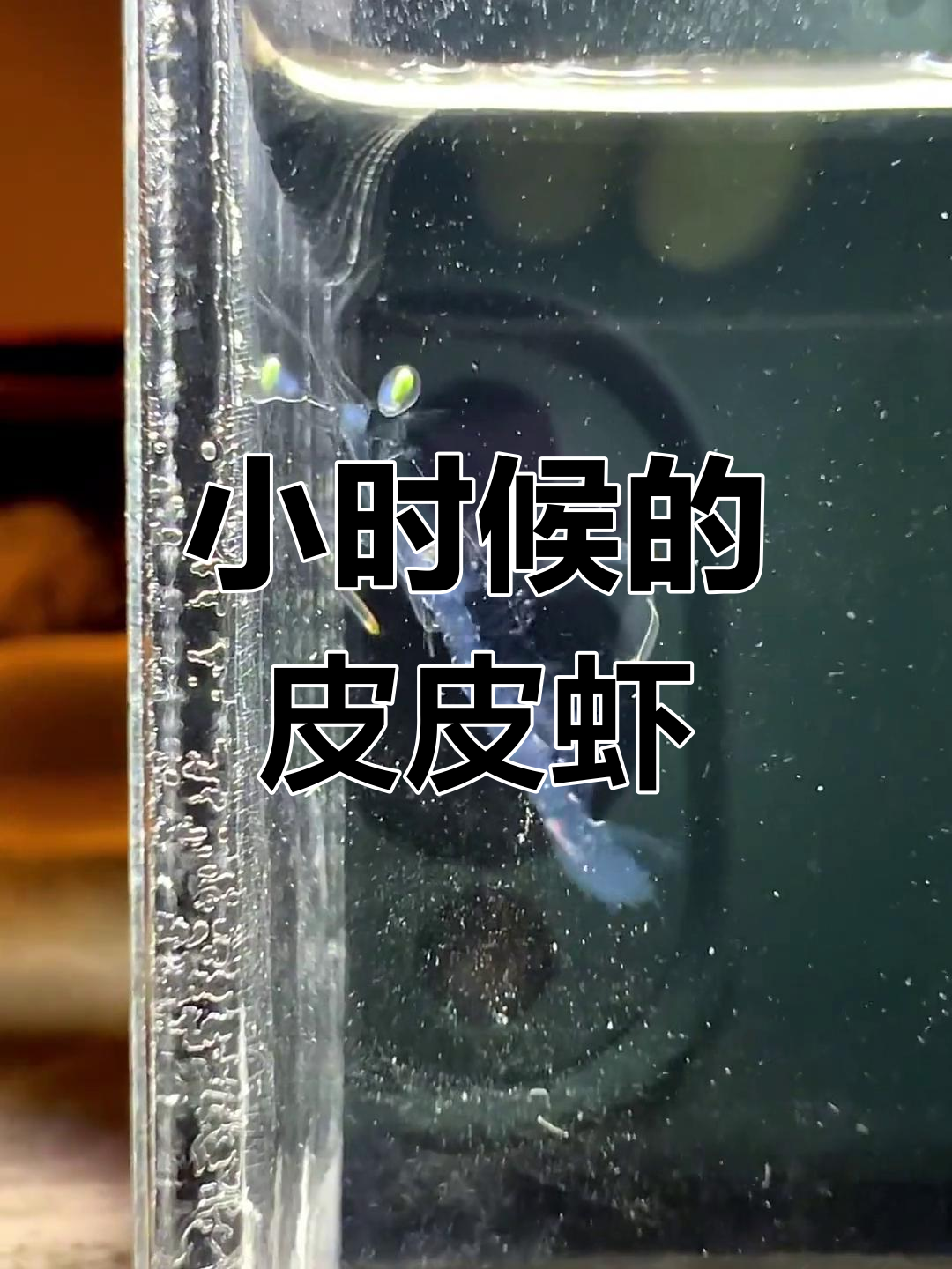 皮皮虾小时候竟然这么可爱,简直萌翻了!