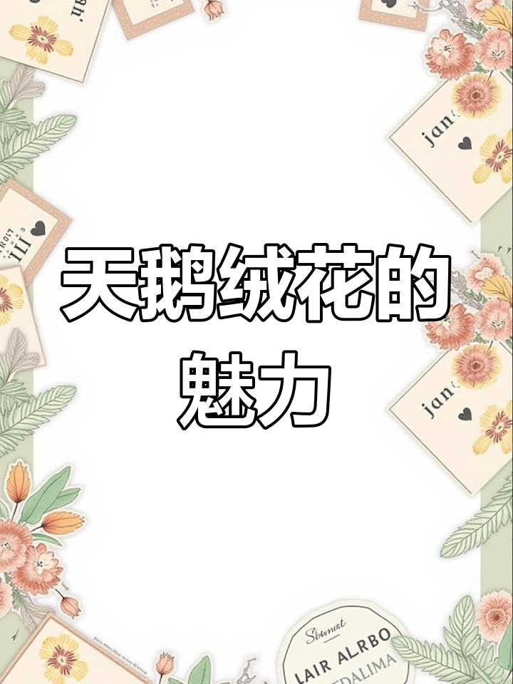 天鹅绒花,美丽独特,花期持久,高端稀有