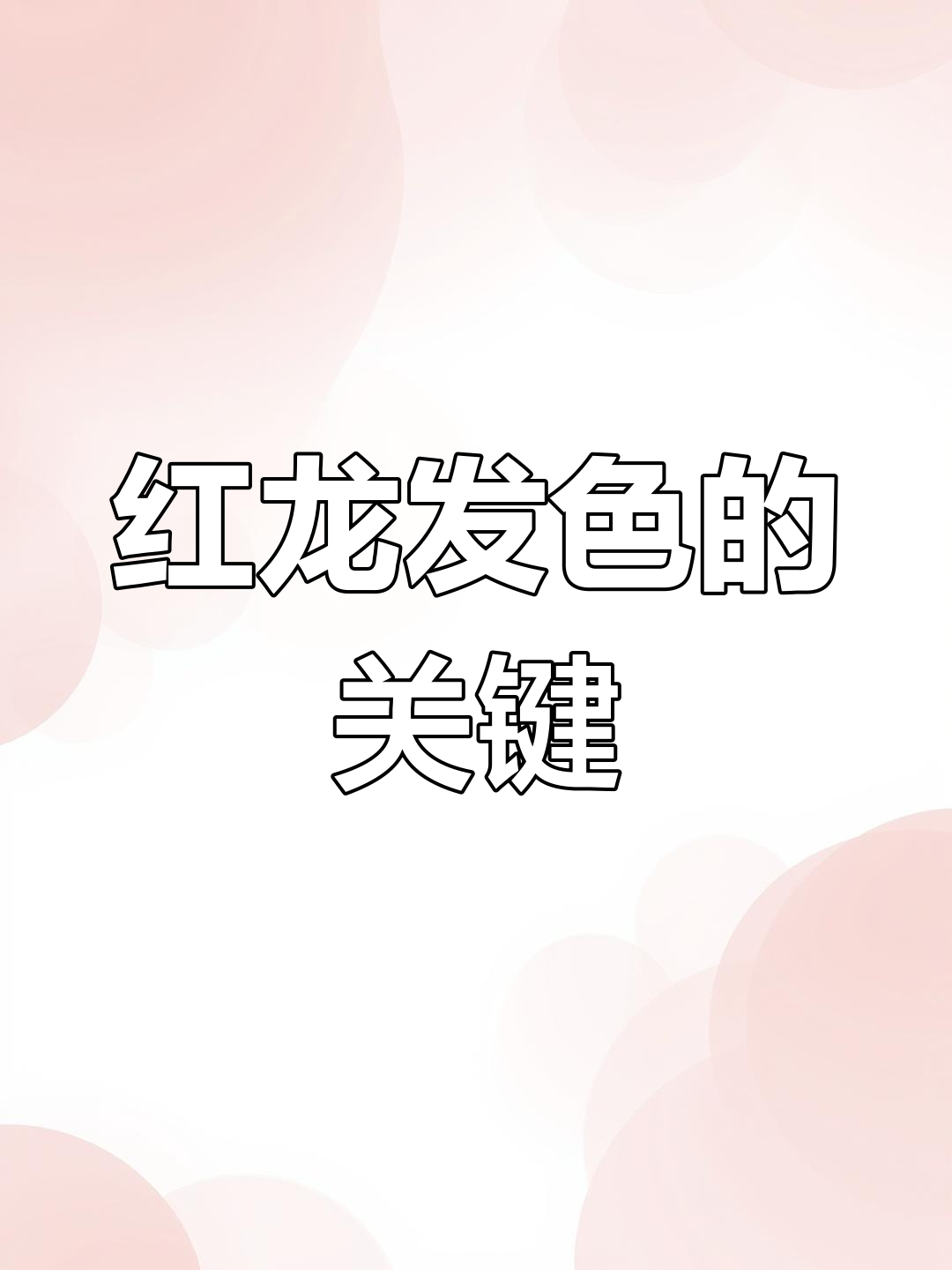 印尼红龙发色秘诀:如何让你的爱鱼更美丽