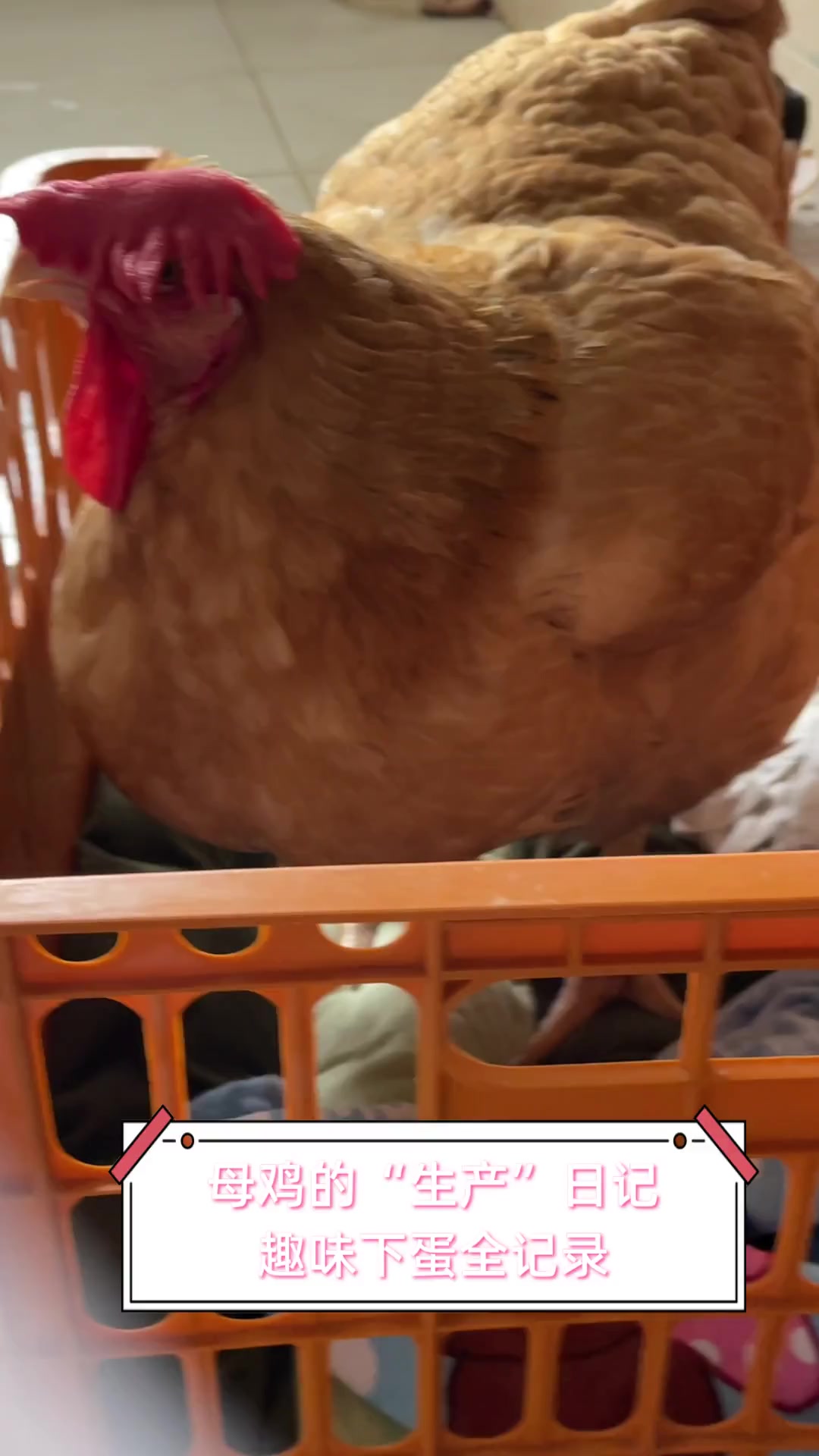 母鸡的“生产”日记,趣味下蛋全记录