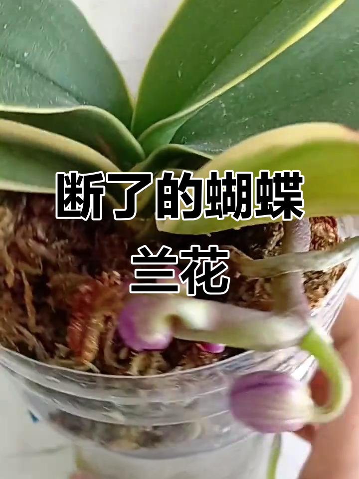 蝴蝶兰金边巧克力花后苗,断了一根竟然还能活!