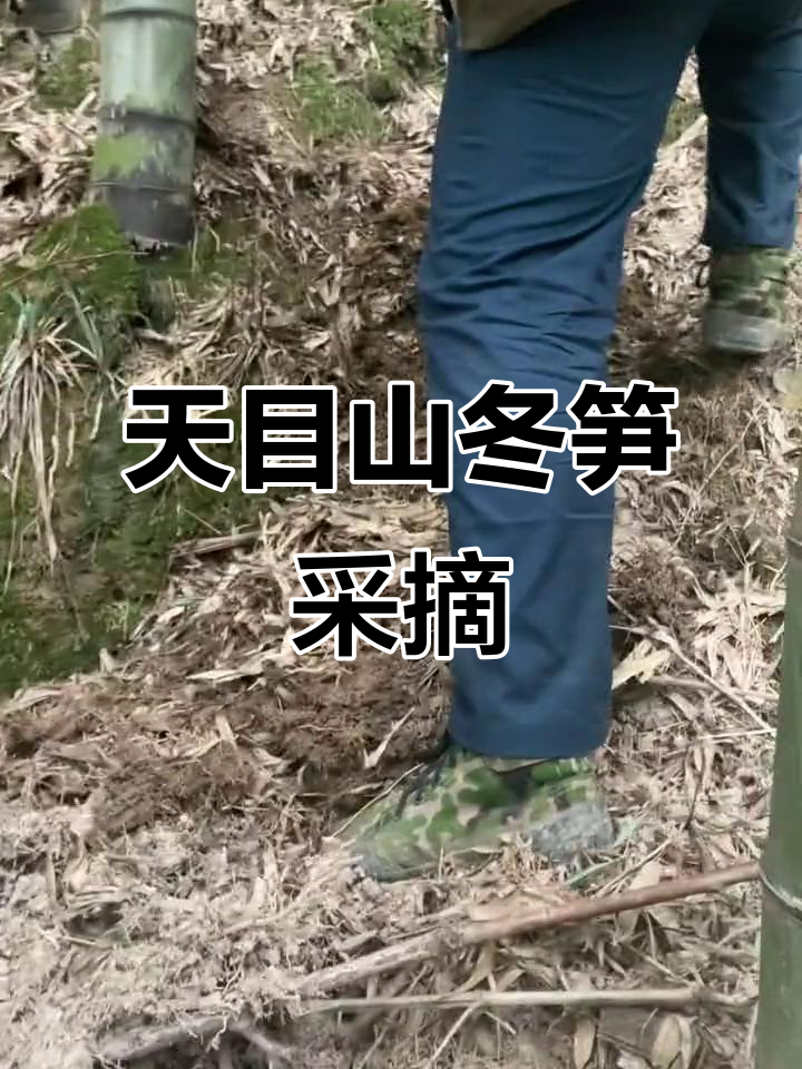 临安天目山冬笋大丰收,爬山挖笋乐趣多
