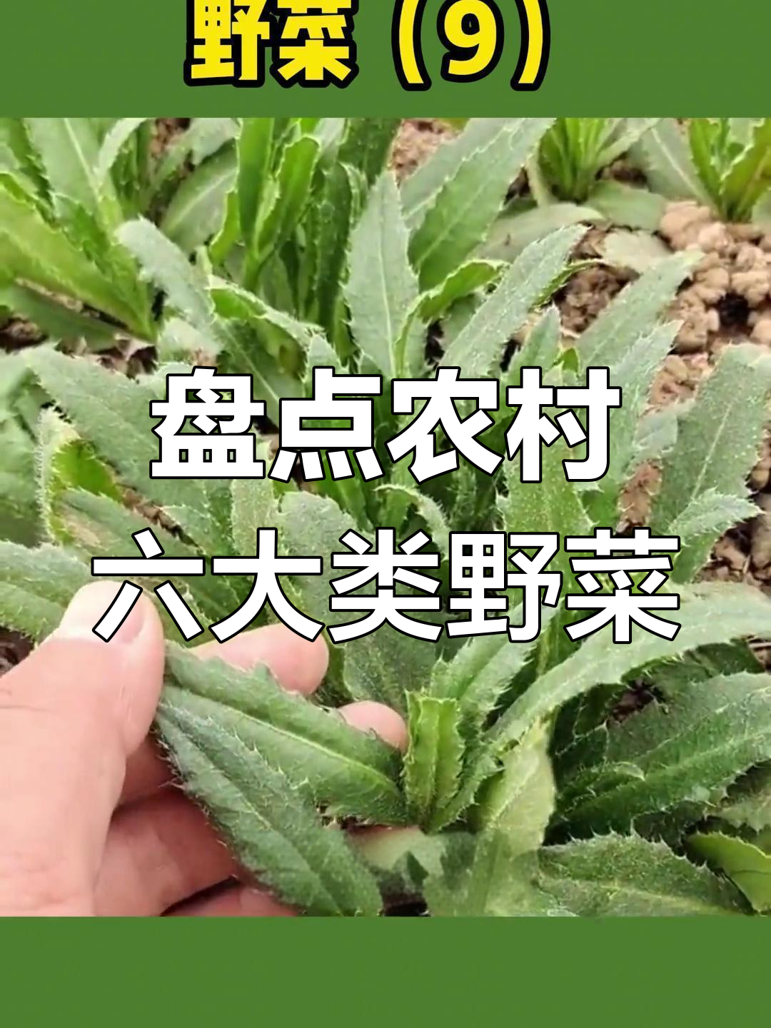 农村常见66种野菜大揭秘,看看你吃过几种?