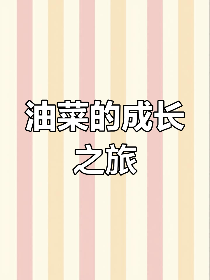油菜的一生:从播种到收获的全程揭秘