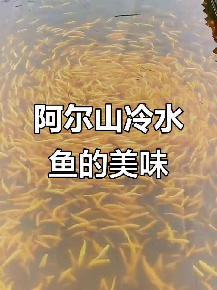阿尔山冷水鱼大揭秘,美味不容错过