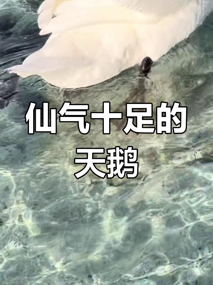 天鹅脚丫竟然这么可爱