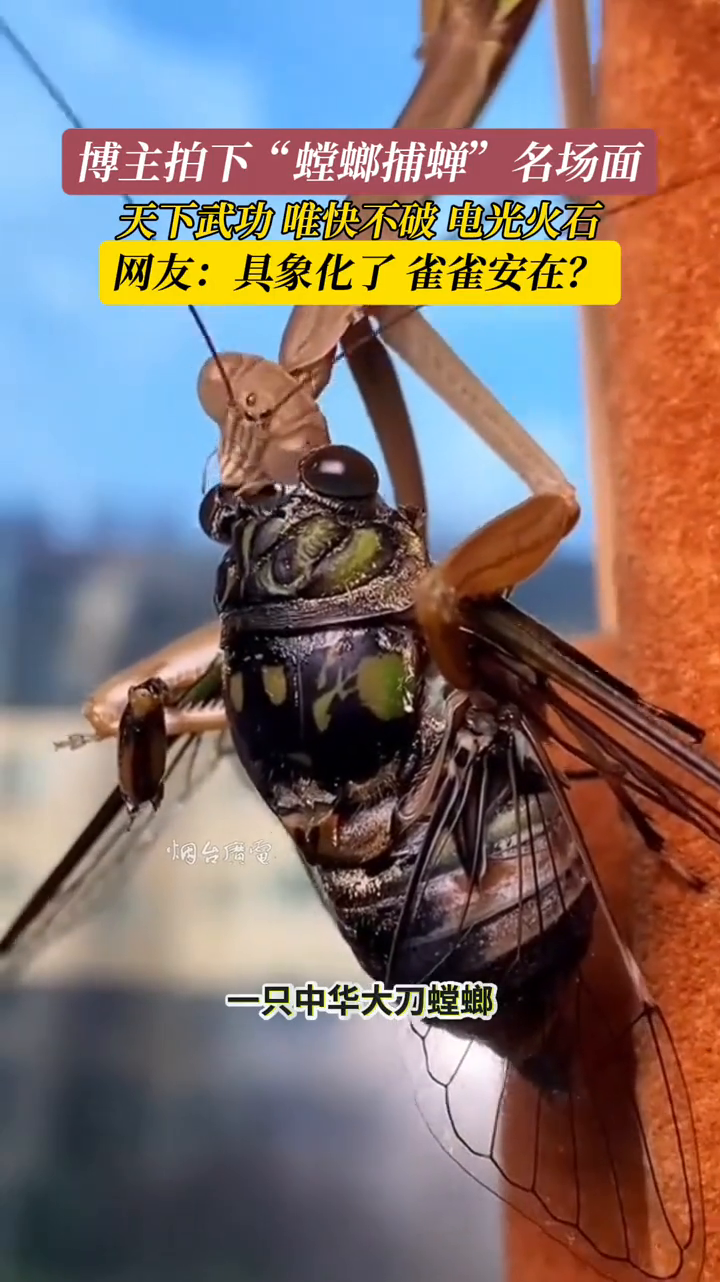 博主拍下“螳螂捕蝉”名场面,天下武功,唯快不破