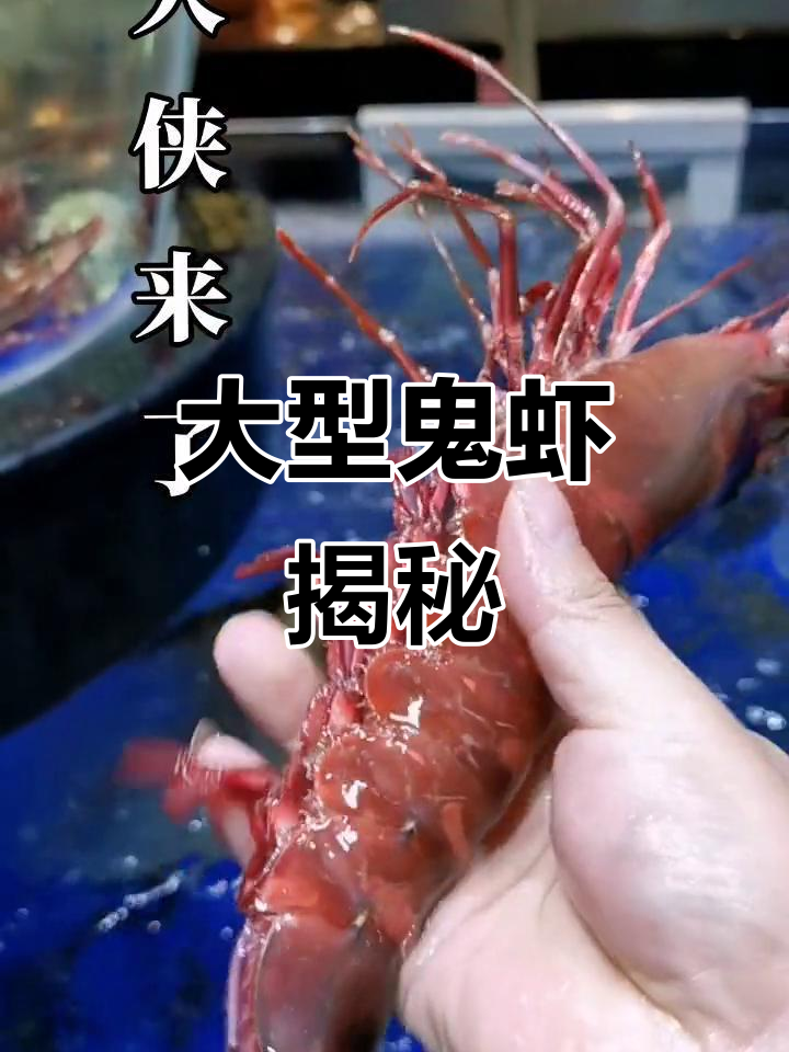 鬼虾体型巨大,超24厘米,营养丰富,堪称海鲜珍品
