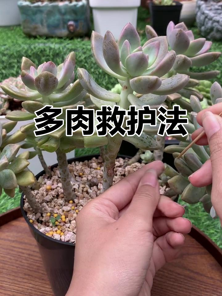 夏季多肉徒长？两招轻松拯救，记得关注哦！