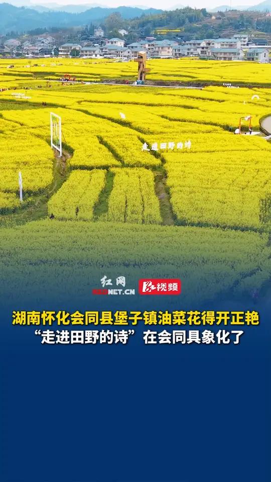 湖南怀化会同县堡子镇油菜花得开正艳,“走进田野的诗”在会同具象化了!